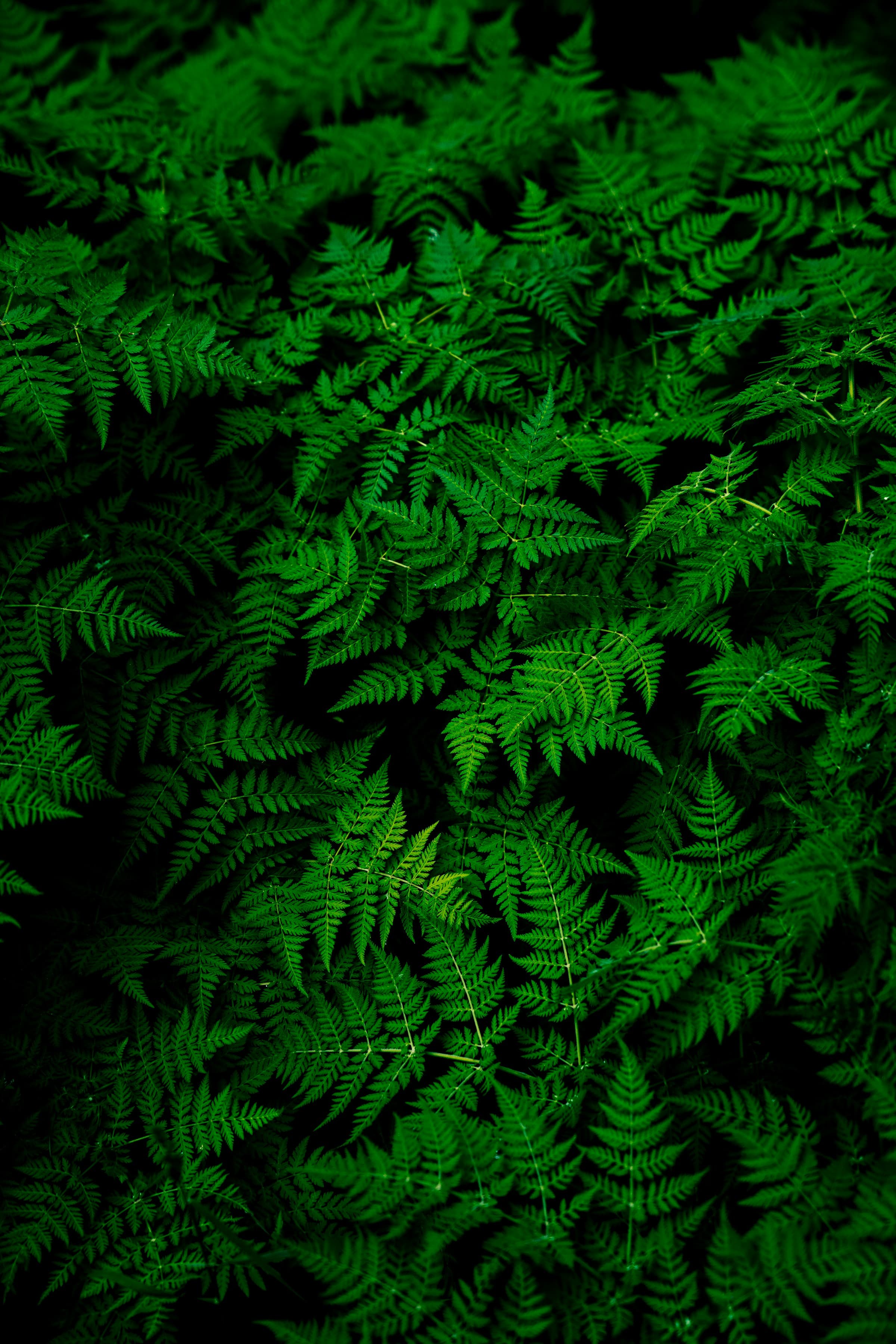 Green Stays