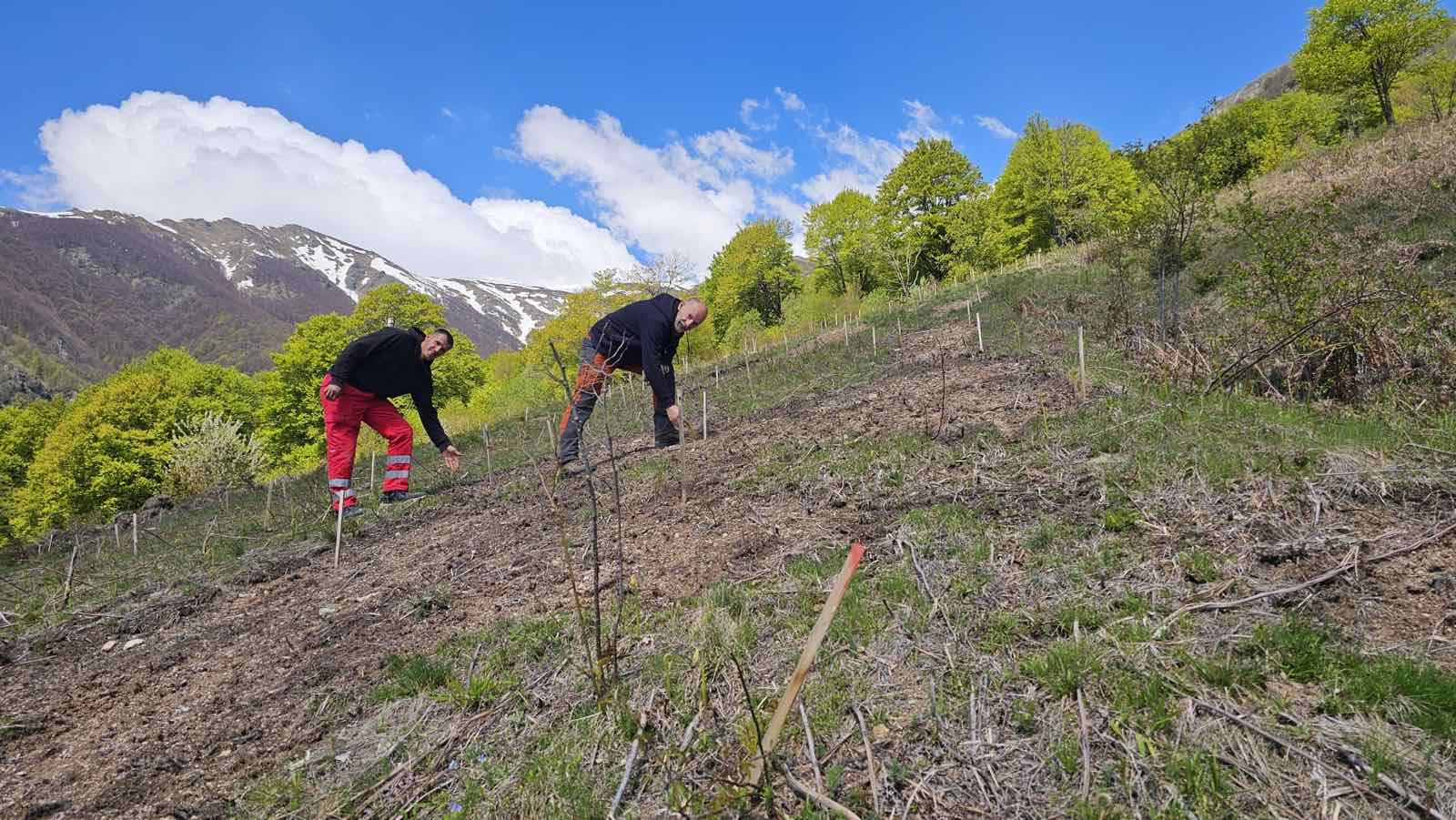 Herbebossingsproject in Noord-Macedonië