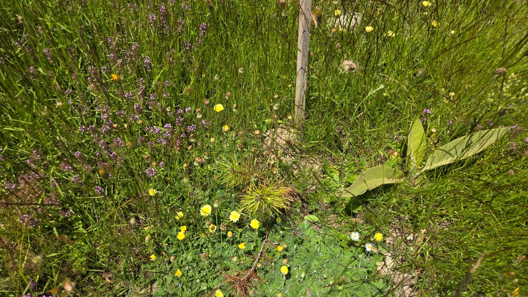 Herbebossingsproject in Noord-Macedonië
